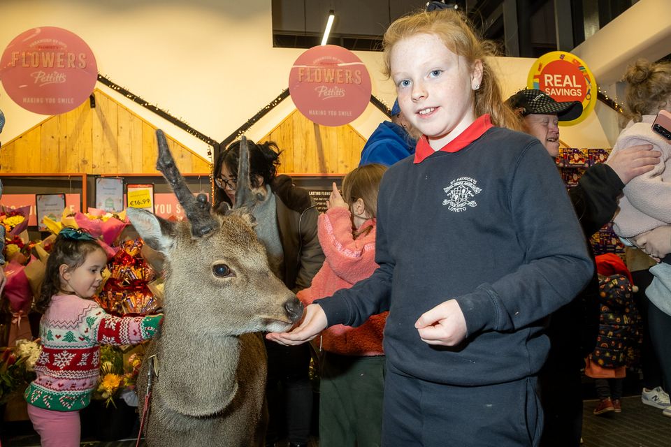 Deermuid the Deer at Pettitt's SuperValu, Bray, with Lily O'Toole. Photos: Leigh Anderson.
